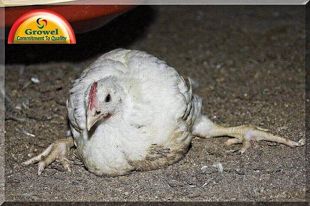 Mineral Deficiencies in Poultry