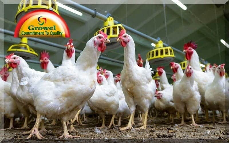 मुर्गीपालन लाभकारी