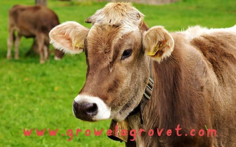 दुधारू पशुओं के आहार