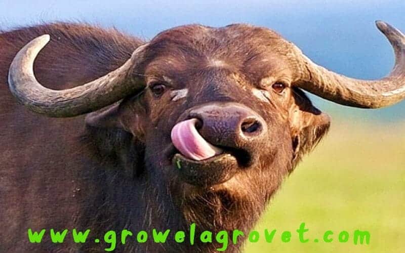 भैंस पालन