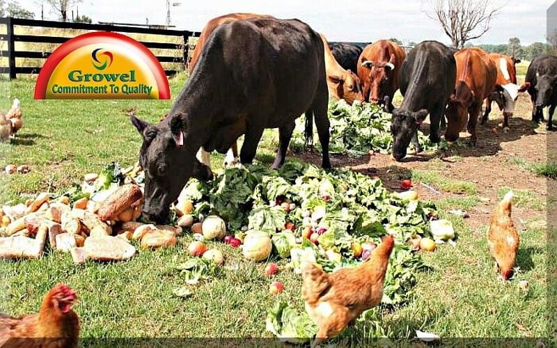 Fruit and Vegetable Wastes as Livestock Feed