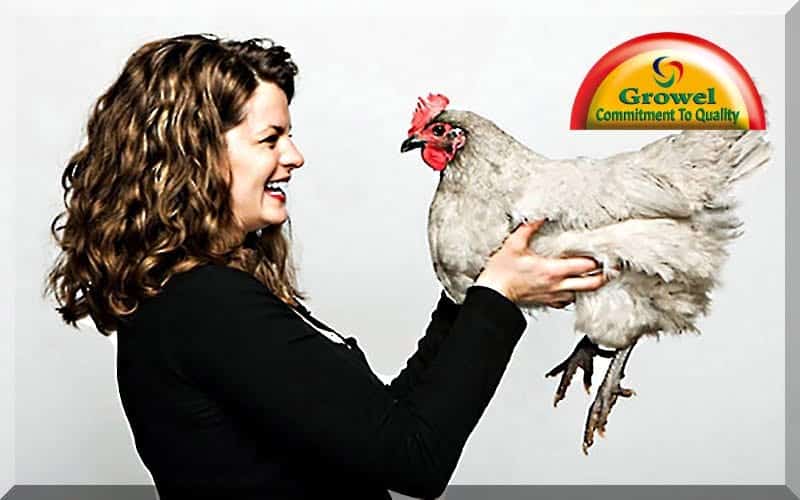 मुर्गीपालन ब्यवसाय