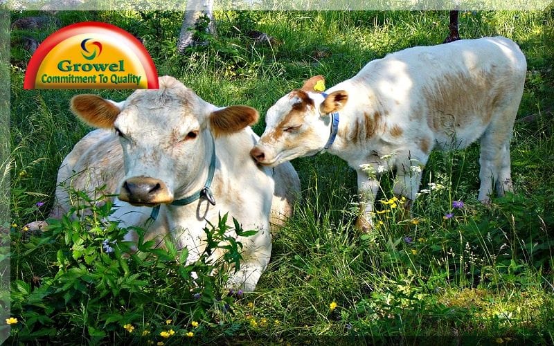 गर्मी में पशुपालन 