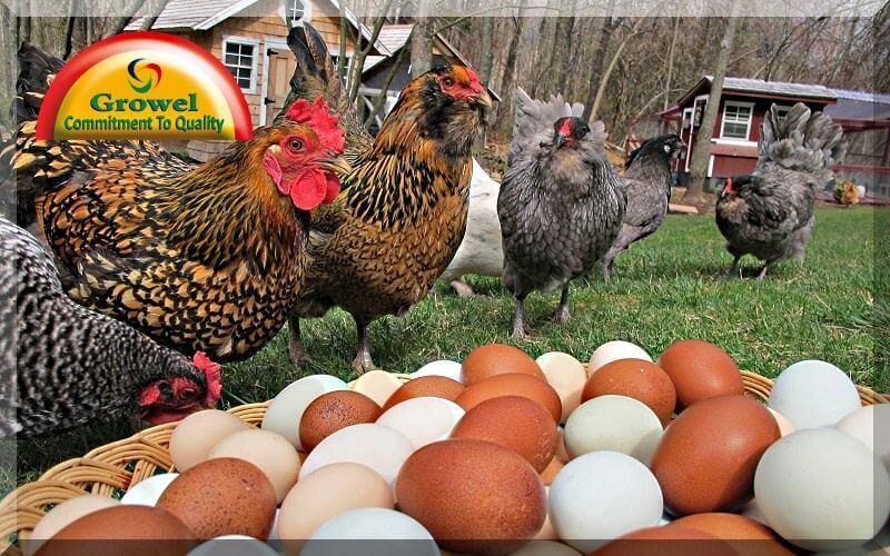 Heat Stress in Layer Poultry