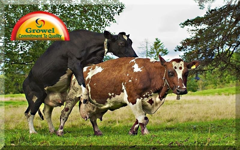 पशुओं में प्रजनन