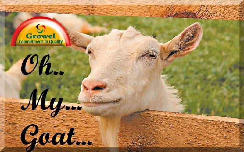 बकरी पालन