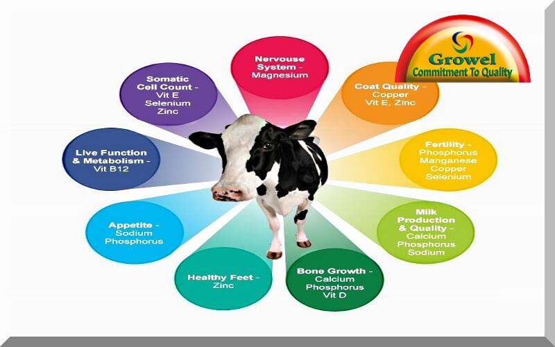 Importance of Nutrients for Cattle