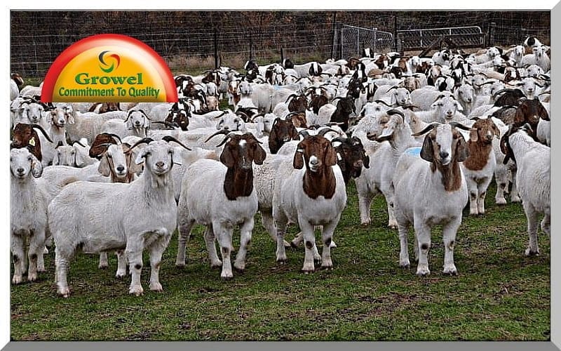Goat Farming Business