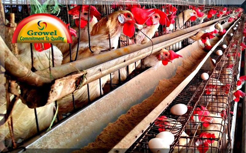 मुर्गीपालन में रोजगार