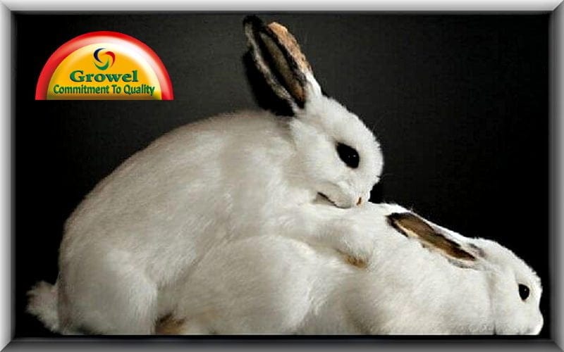 पशु-पक्षियों का सेक्स जीवन