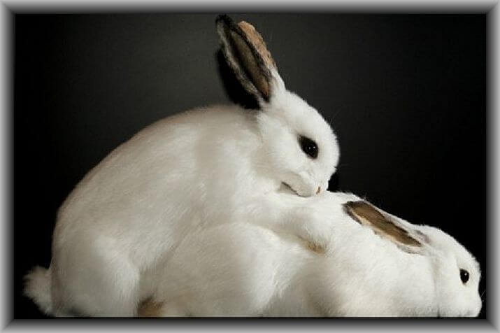 पशु-पक्षियों का सेक्स जीवन