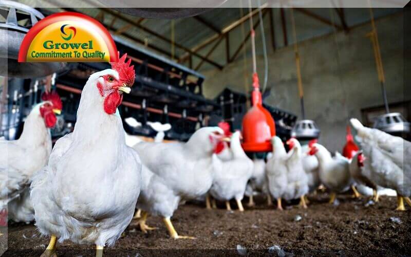 Vitamins and Minerals for Layer Poultry