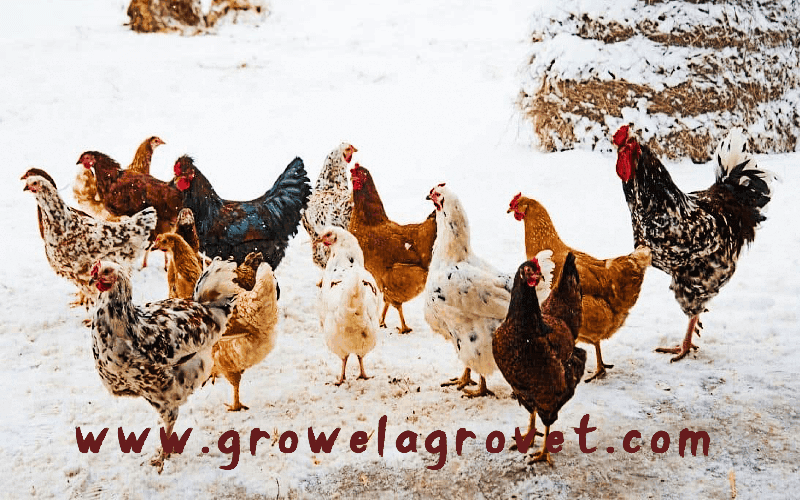 जाड़े के मौसम में मुर्गीपालन
