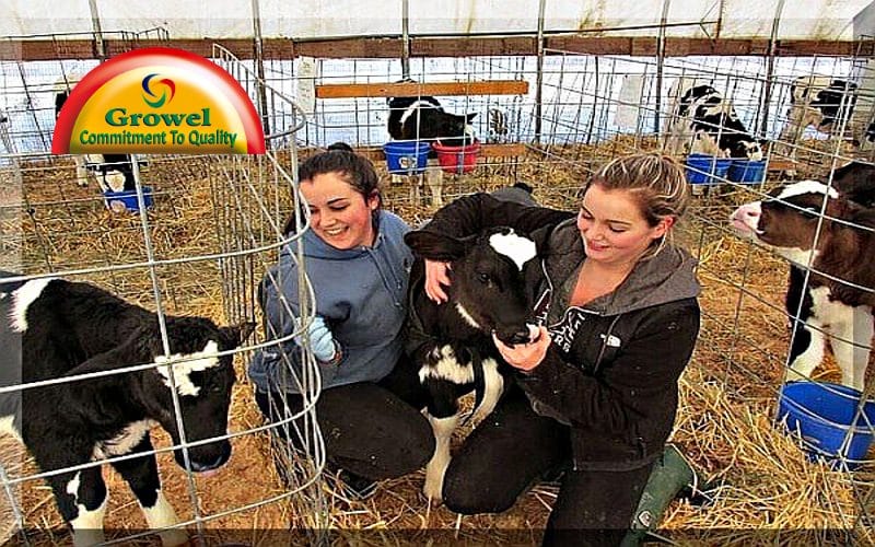 बछड़े की देखभाल कैसे करें