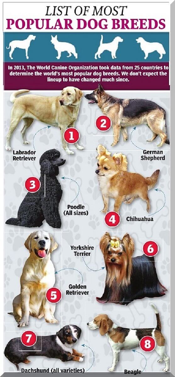 dog breeds
