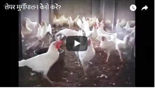 लेयर मुर्गीपालन