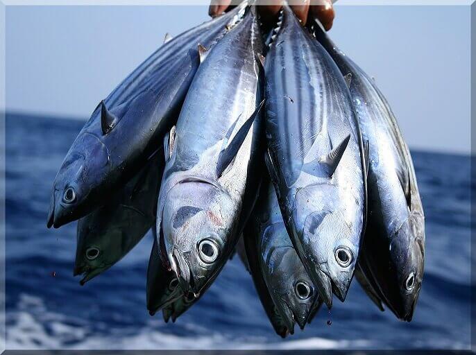 मछली पालन उद्योग