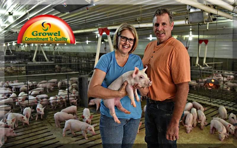 सुअर पालन व्यवसाय