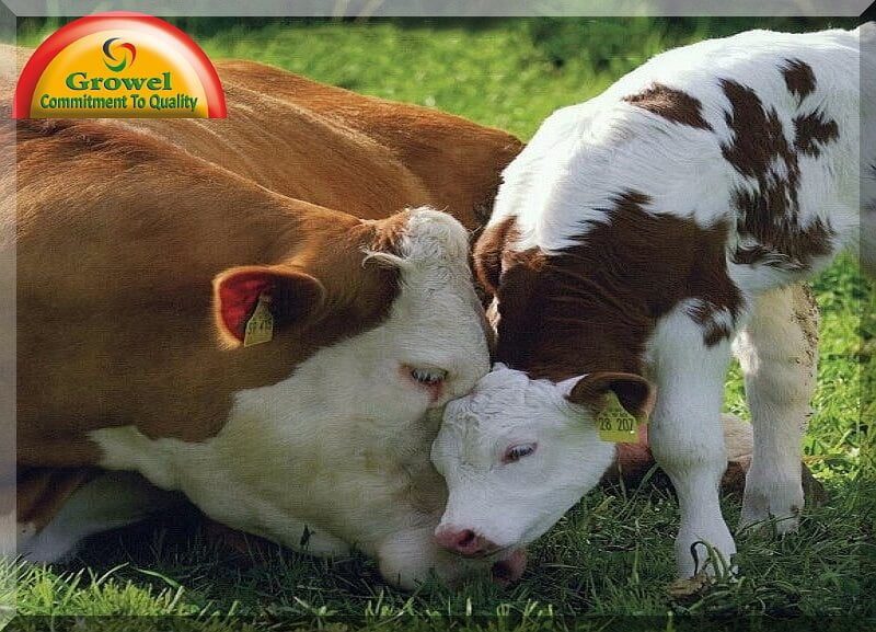 पशुओं के सन्तुलित आहार