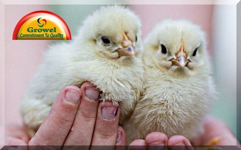 ब्रायलर मुर्गीपालन