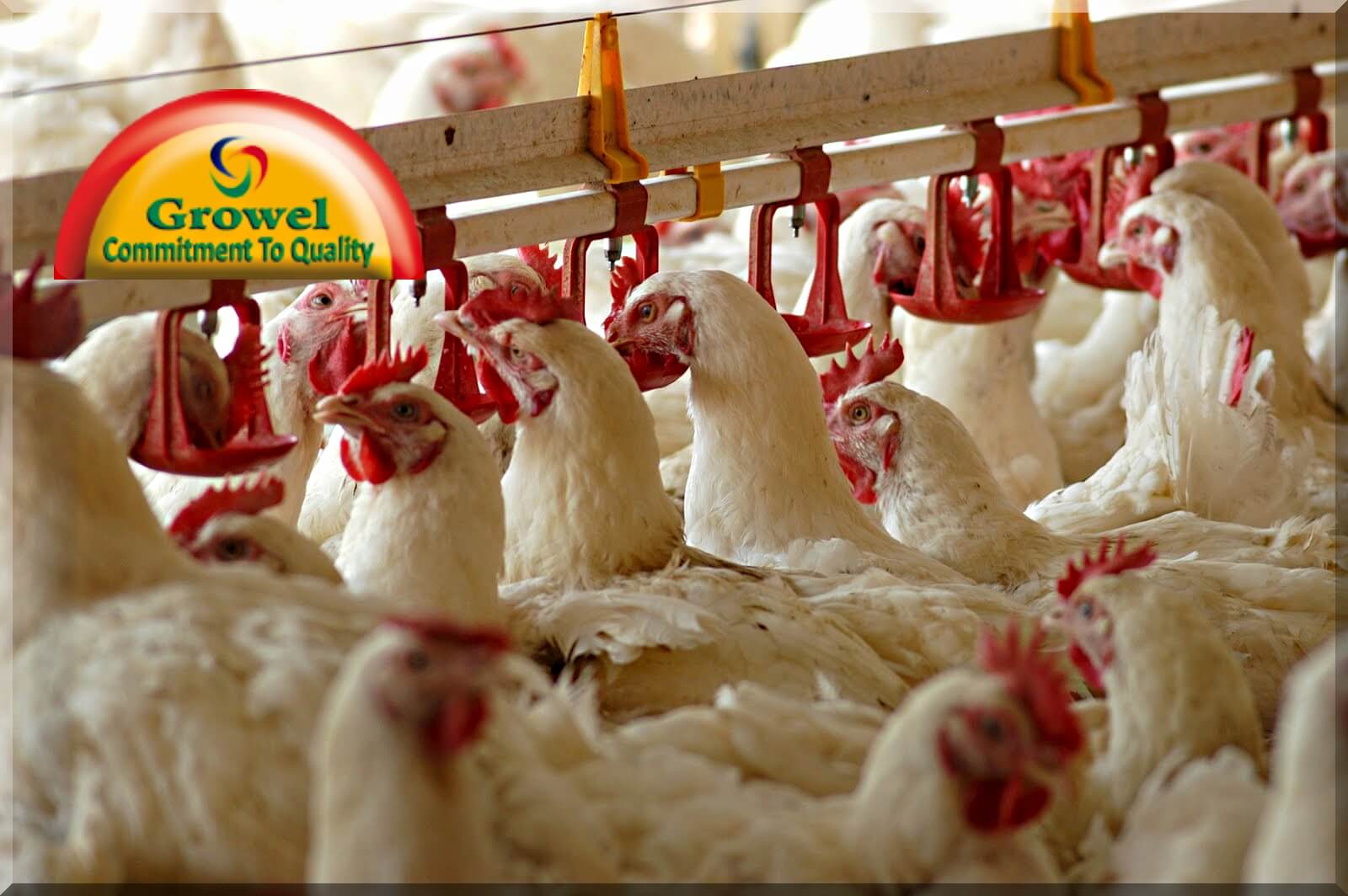 कुक्कुट पालन