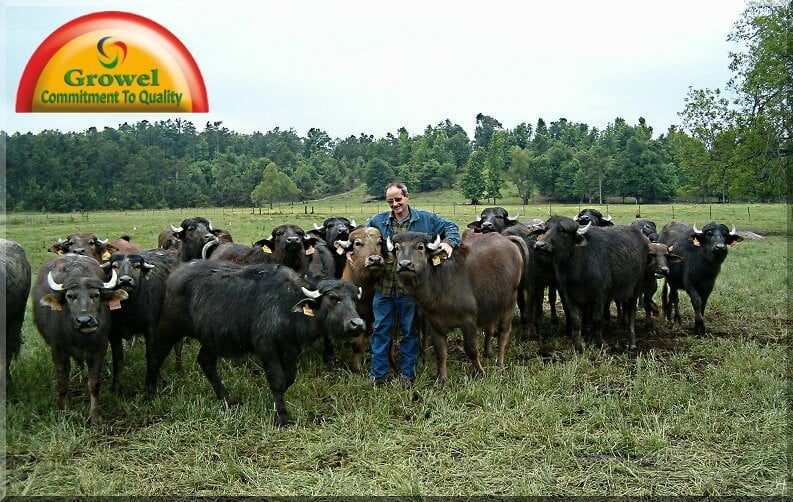 भैंस-पालकों-के-सवाल-और-ग्रोवेल-के-डॉक्टर-का-जबाब