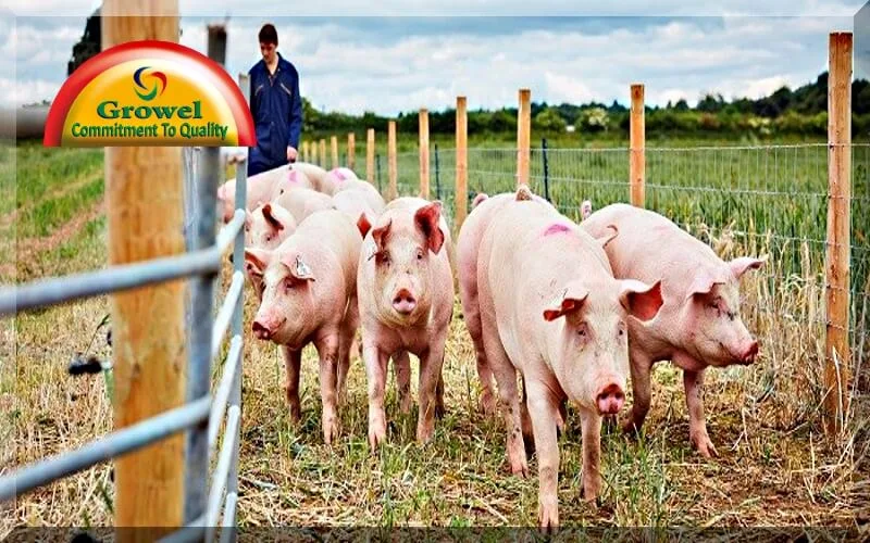 Pig-Farming-Guide