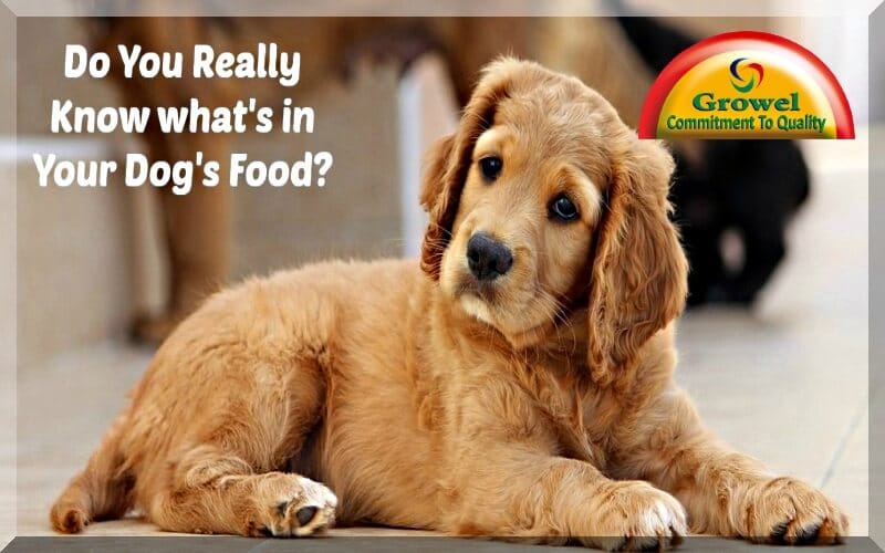 Proteins ,Vitamins & Minerals for Dog