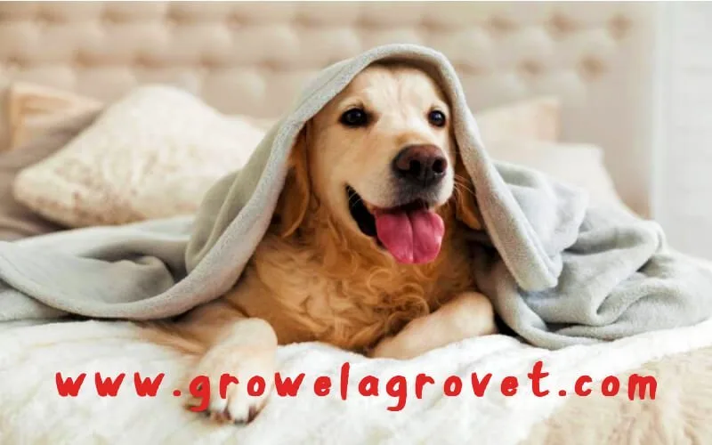 कुत्तों-की-देखभाल