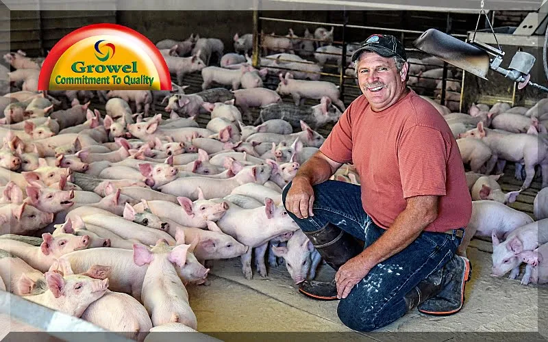 सूअर-पालकों-की-सफलता