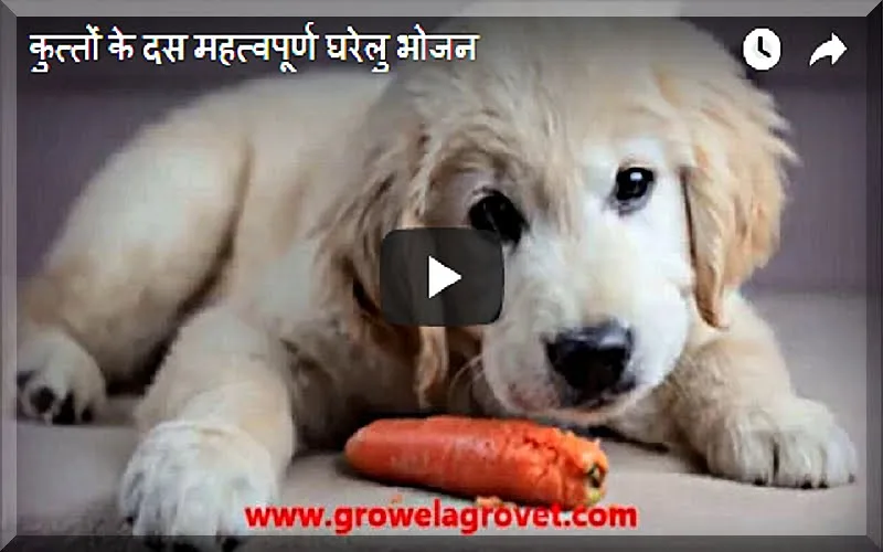 कुत्तों-के-घरेलु-भोजन