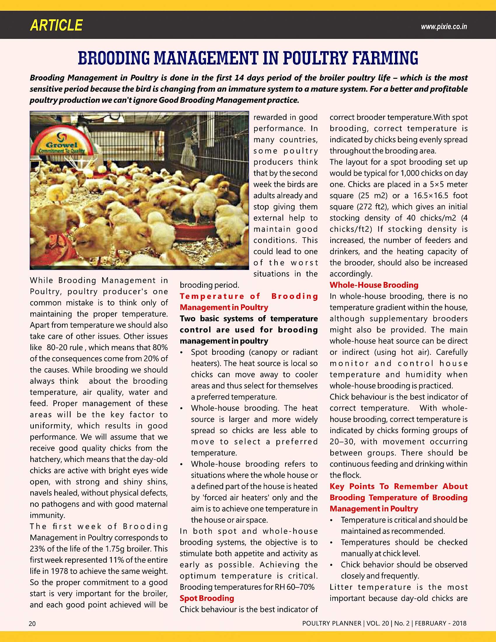 Brooding-Management-in-Poultry
