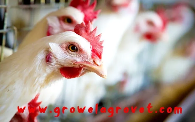 Layer-Poultry-Medicine-Chart-2