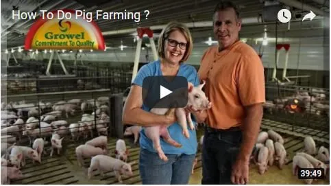 pig-farming
