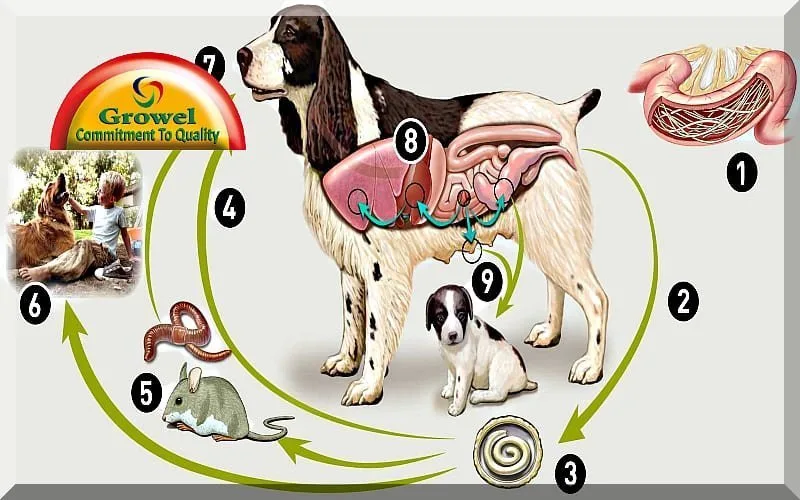 Parasites-in-Dogs