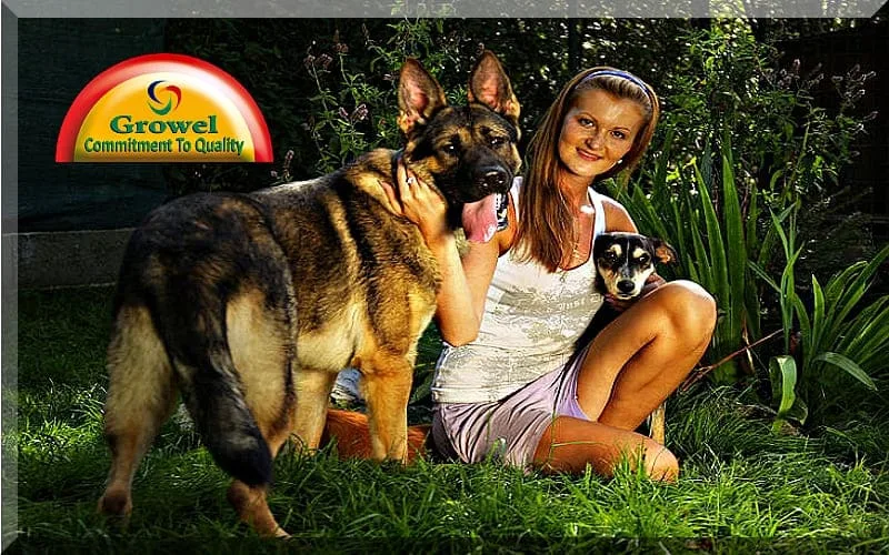 Mental-Wellness-of-Dog