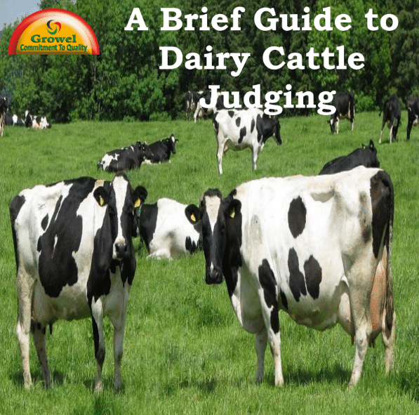 A Brief Guide to Dairy Cattle Judging