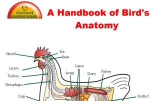 A Hand Book of Bird’s Anatomy
