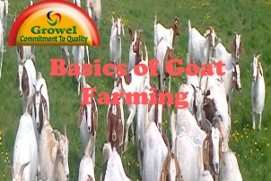 Basic of Goat Farming