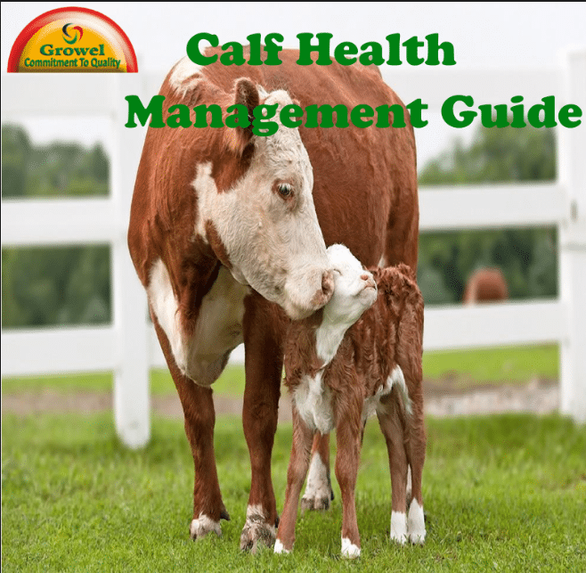 Calf Health Management Guide