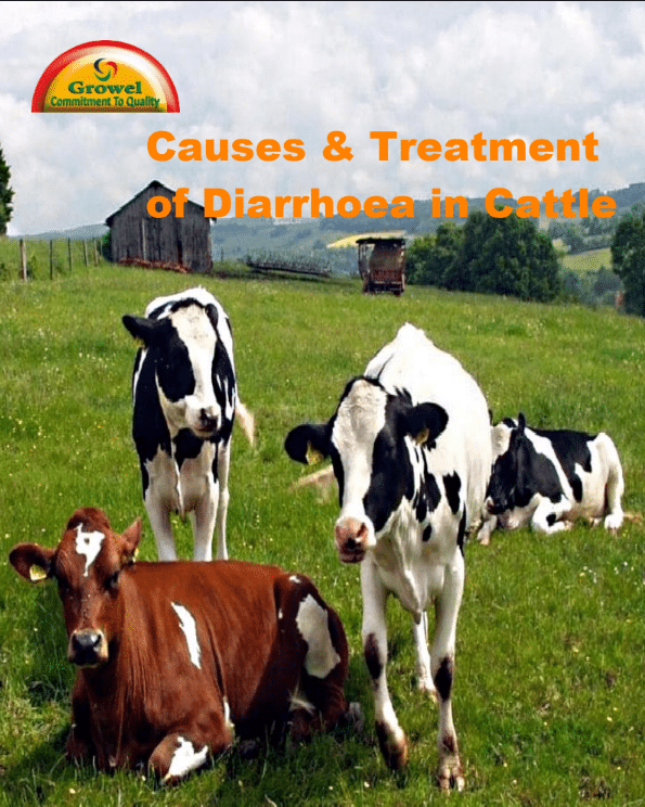 Causes & Treatment of Diarrhoea in Cattle