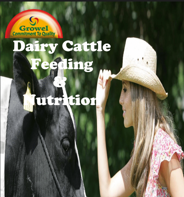 Dairy Cattle Feeding & Nutrition