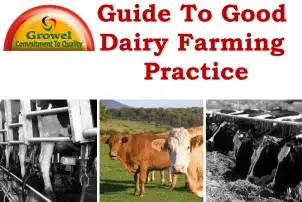 Dairy Farming Practice Guide
