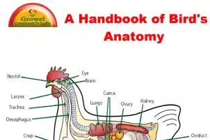 Farm Animals Anatomy