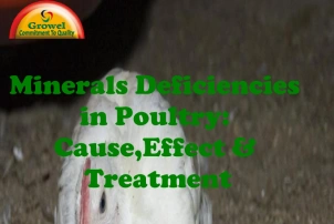 Minerals Deficiencies in Poultry