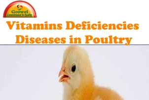 Vitamins Deficiencies in Poultry
