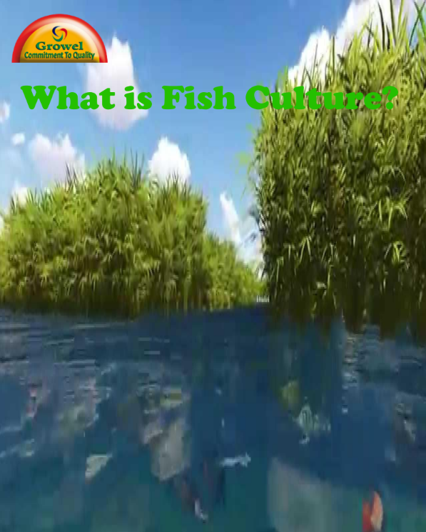 What is Fish Culture