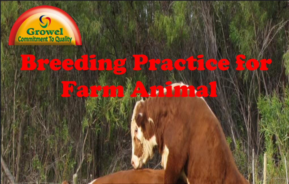 breeding-practice