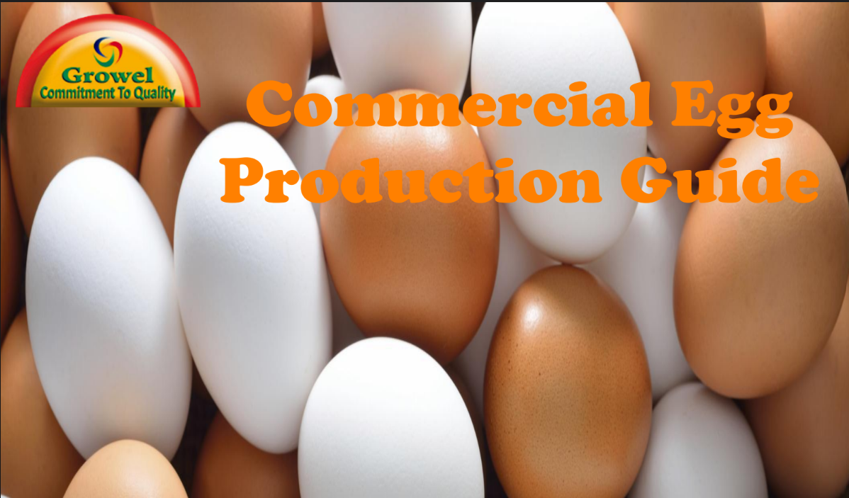 commercial-egg