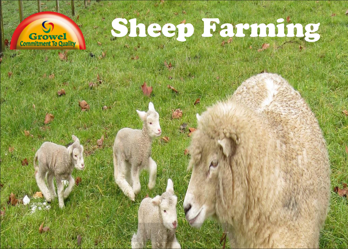 sheep-farming